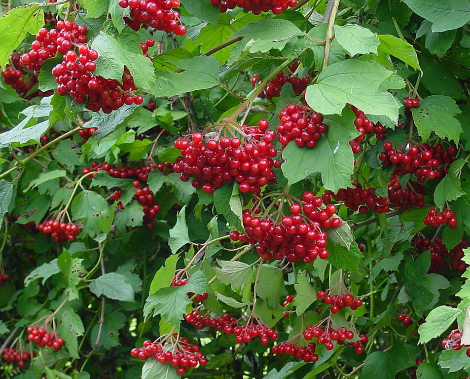 viburnum-opulus-c.jpg
