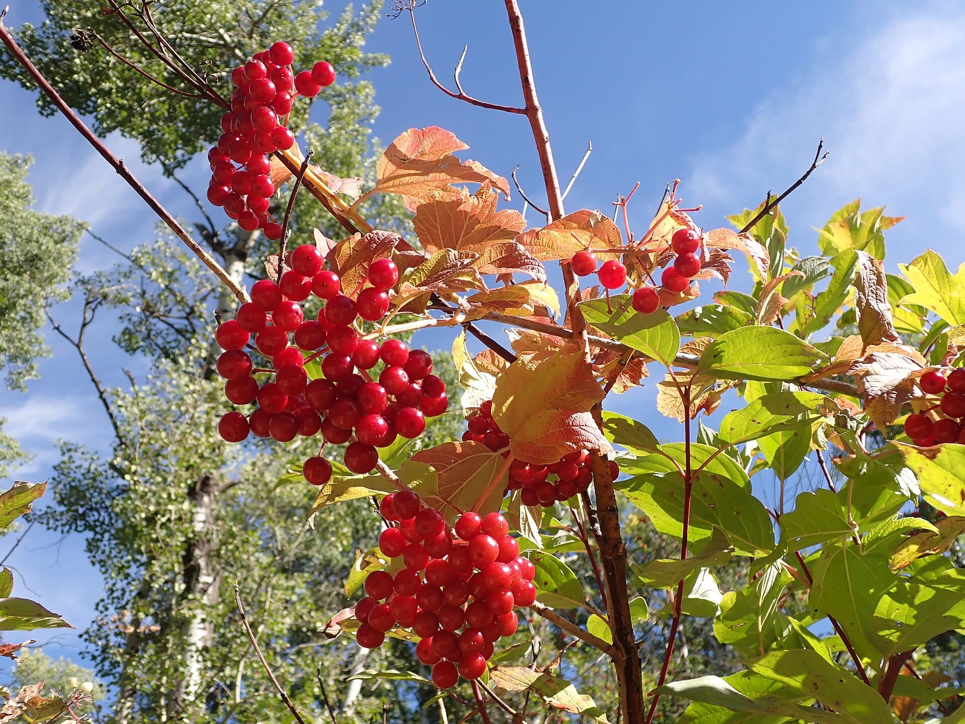 viburnum-opulus-guelder-rose-52388159542.jpg
