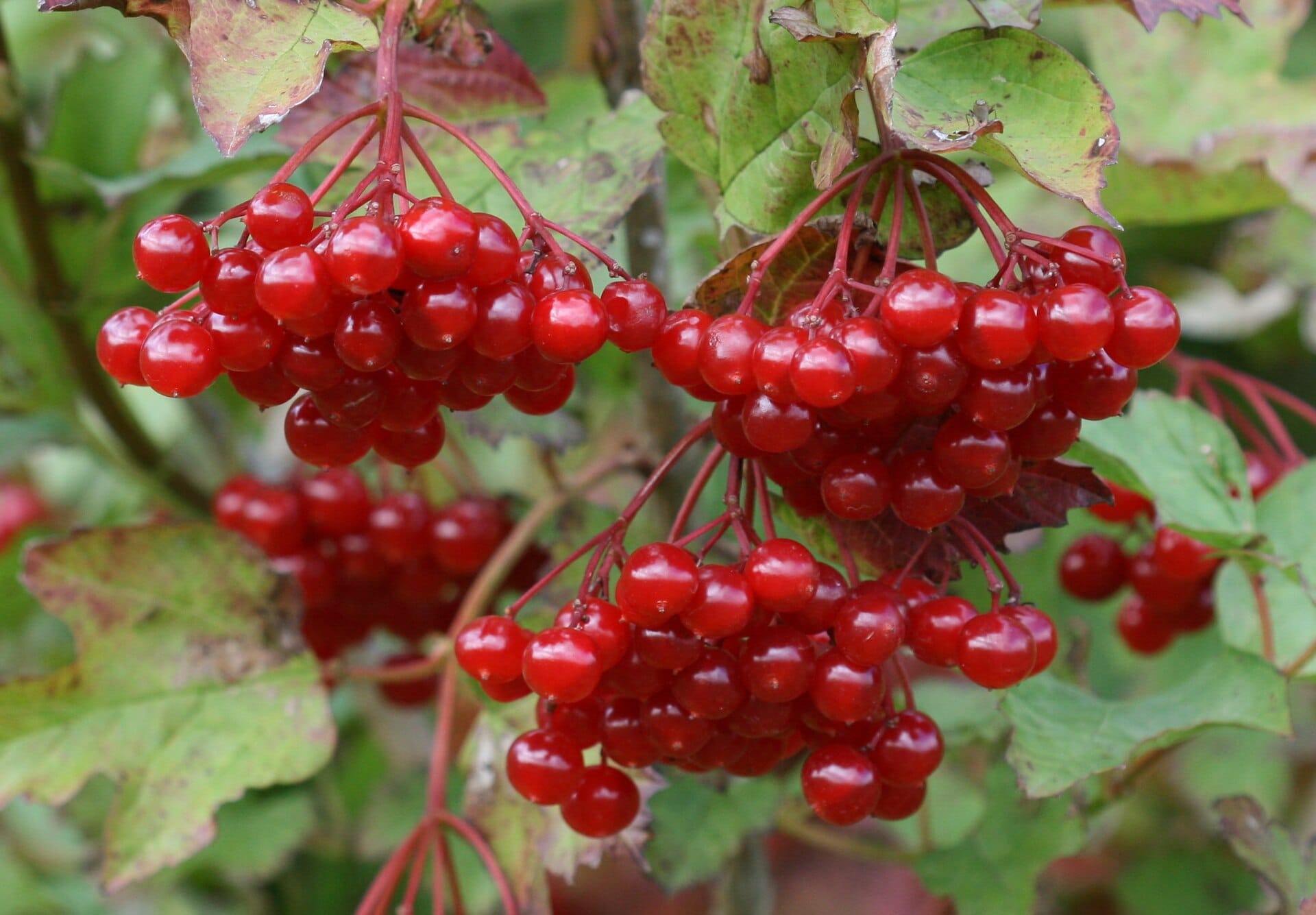 viburnum-opulus-guelder-rose-flickr-s-rae.jpg