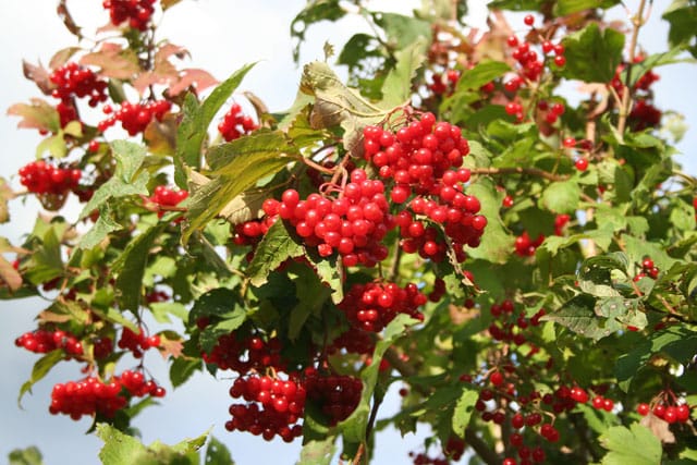 viburnum-opulus-guelder-rose-geograph-org-uk-246324.jpg