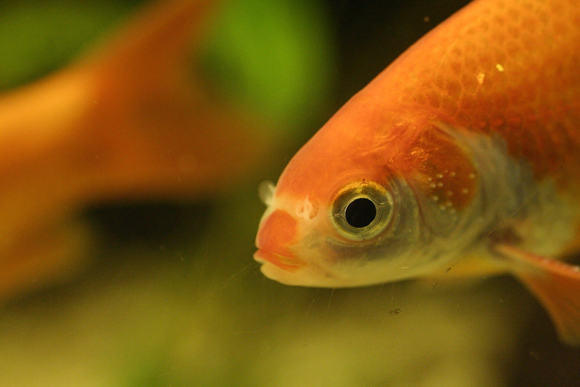 goldfish-with-white-spots-on-gill-covers.jpg