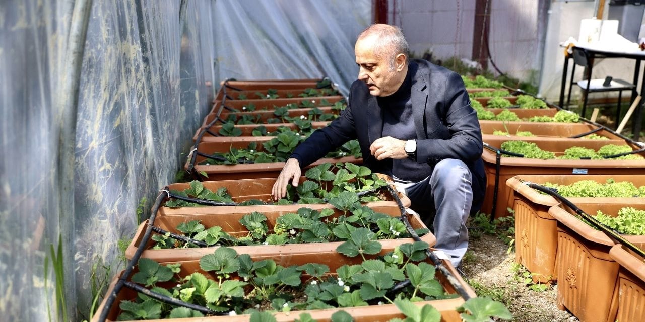 yosundan-gubre-uretildi-marul-ve-cilek-yetistirildi.jpg
