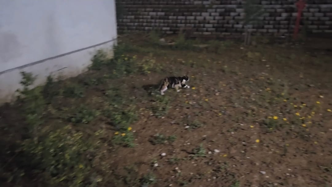 basaksehirde-sitede-4-yavru-kedi-parcal-1290149-383845.jpg