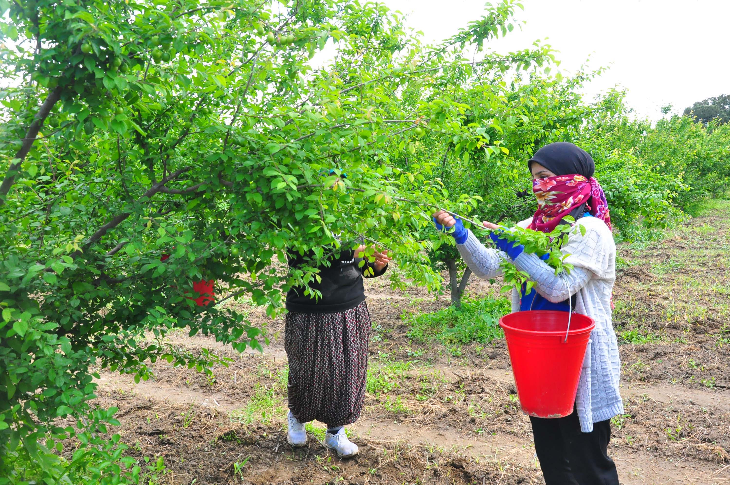 manisanin-dumanli-papaz-eriginde-hasa-1292298-384459.jpg