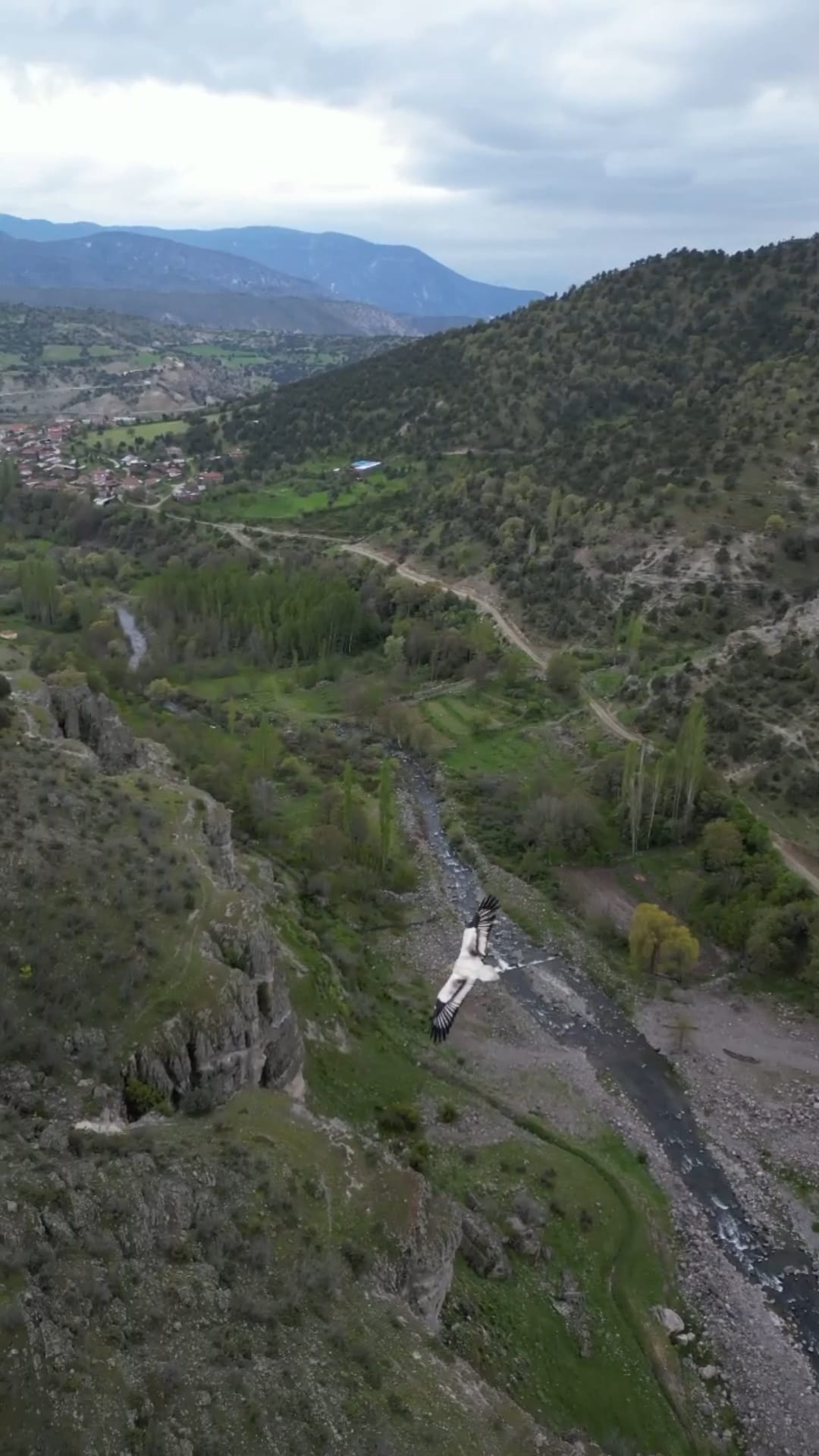 misir-akbabasi-yuvasinda-goruntulendi-1292452-384499.jpg