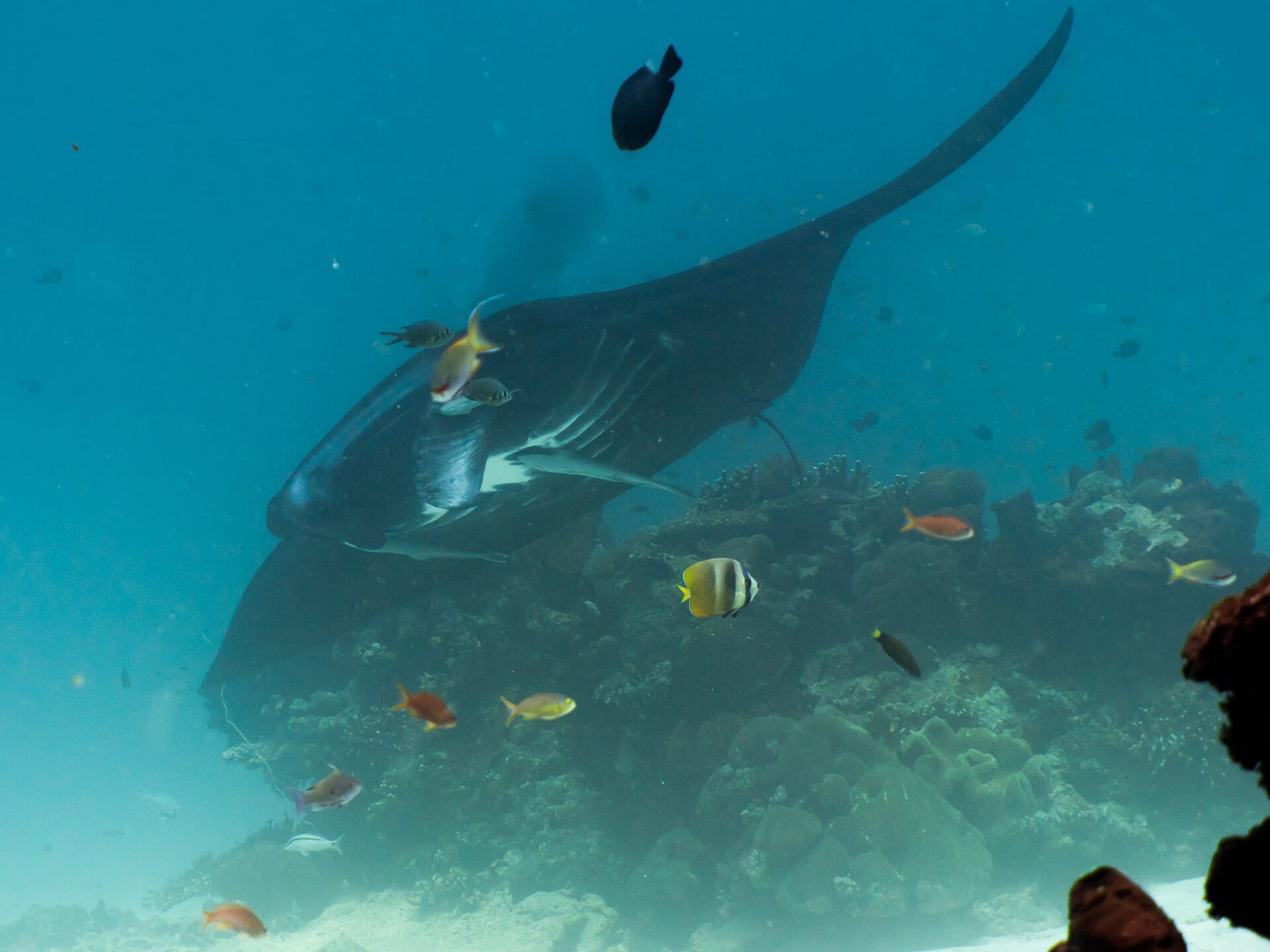 reef-manta-ray-manta-alfredi-49877611243.jpg