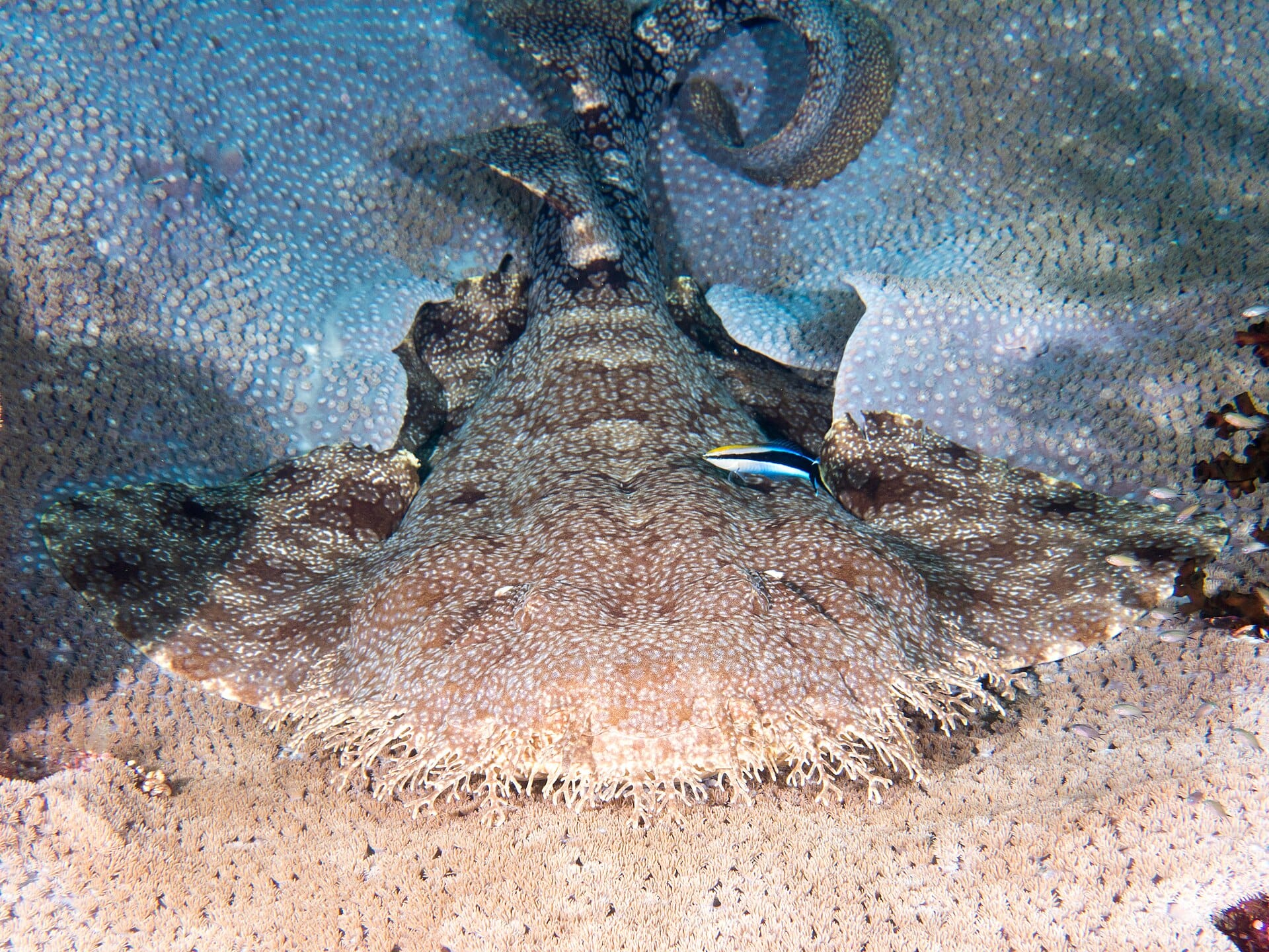 tasselled-wobbegong-eucrossorhinus-dasypogon-49929002423.jpg