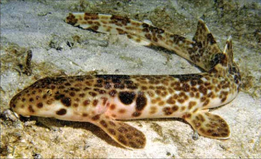 underwater-photograph-of-hemiscyllium-freycineti-approximately-600-mm-tl-kri-island.webp
