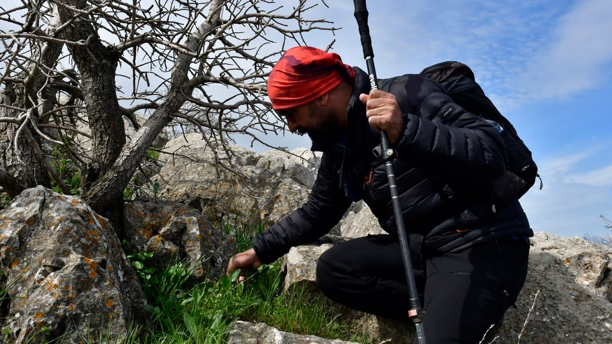 diyarbakirda-bulunan-yeni-ters-lale-tur-1293517-384800.jpg