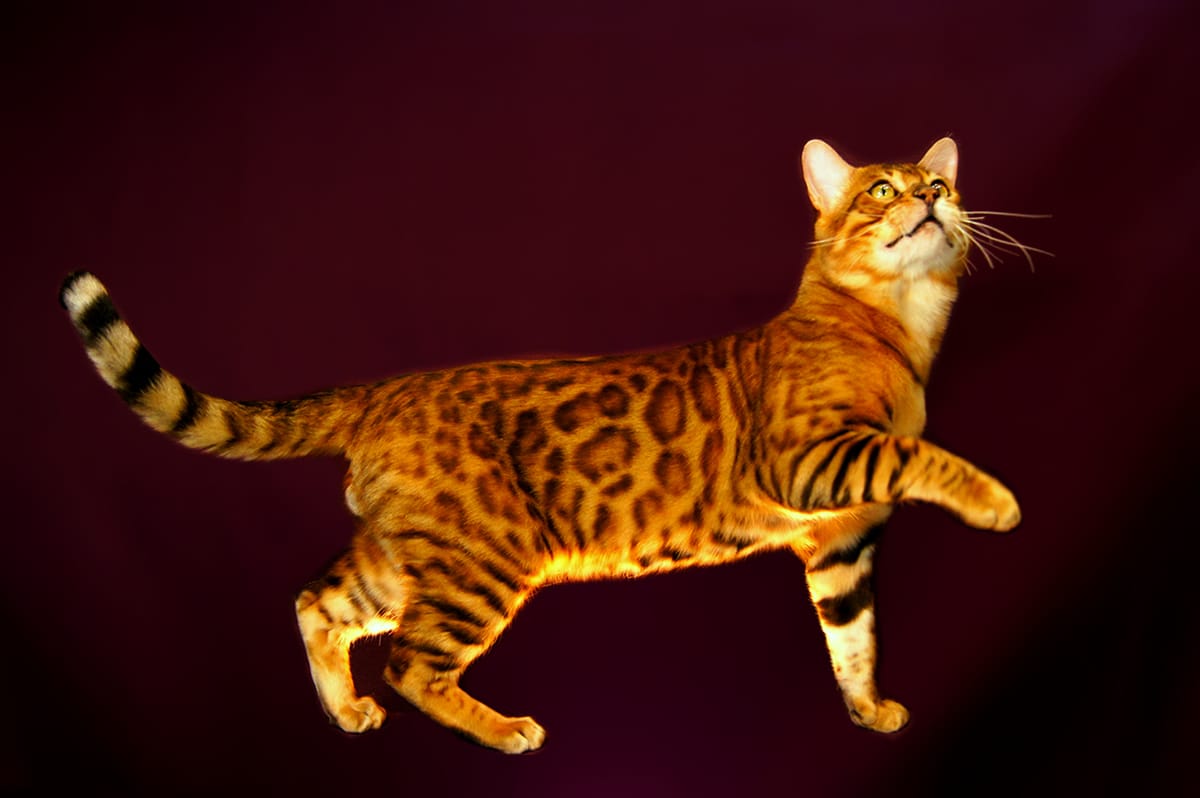 bengal-cat-catcrest3.jpg