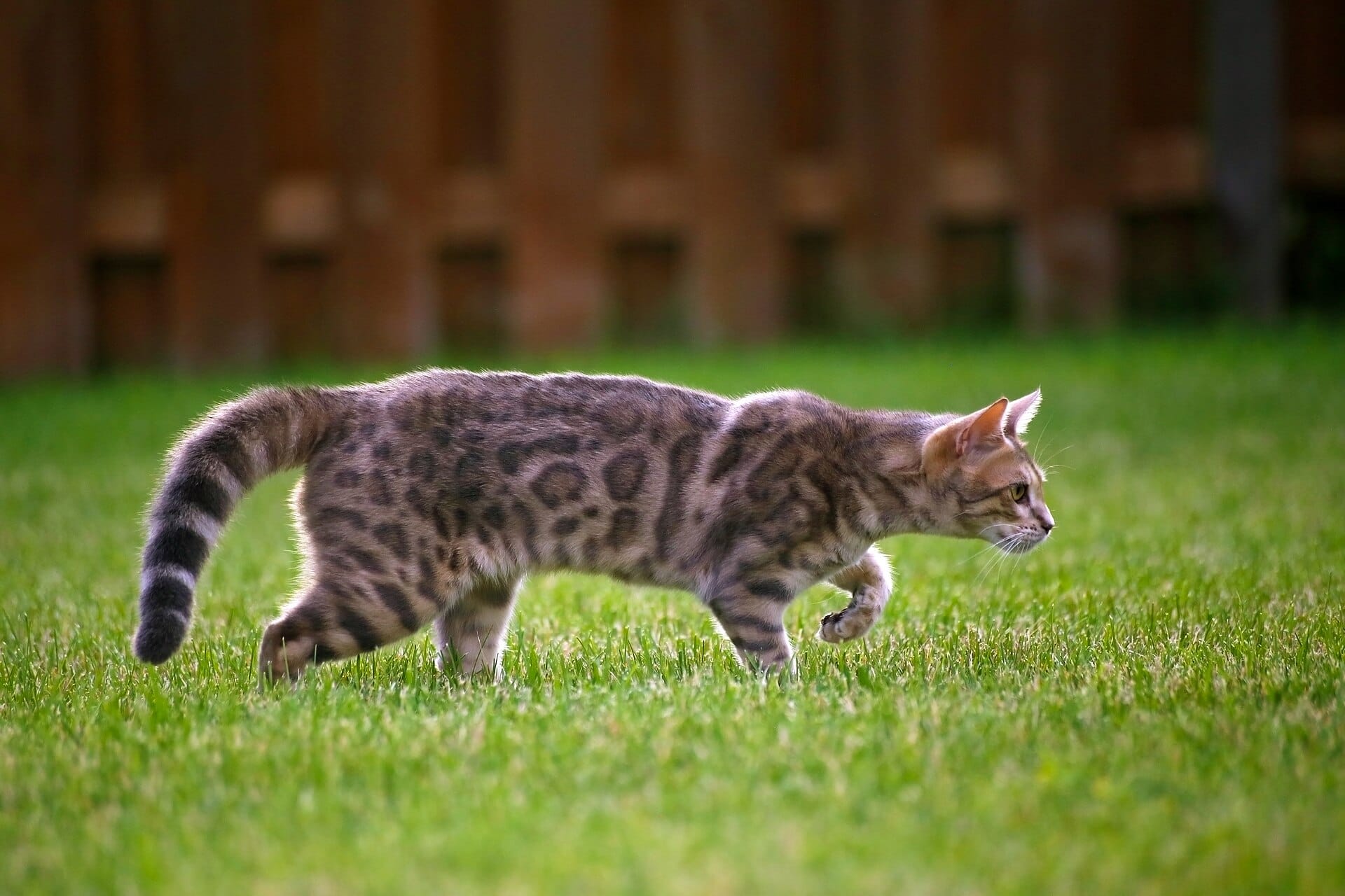 blue-bengal-kitten-taste-of-freedom-3-37011713593.jpg