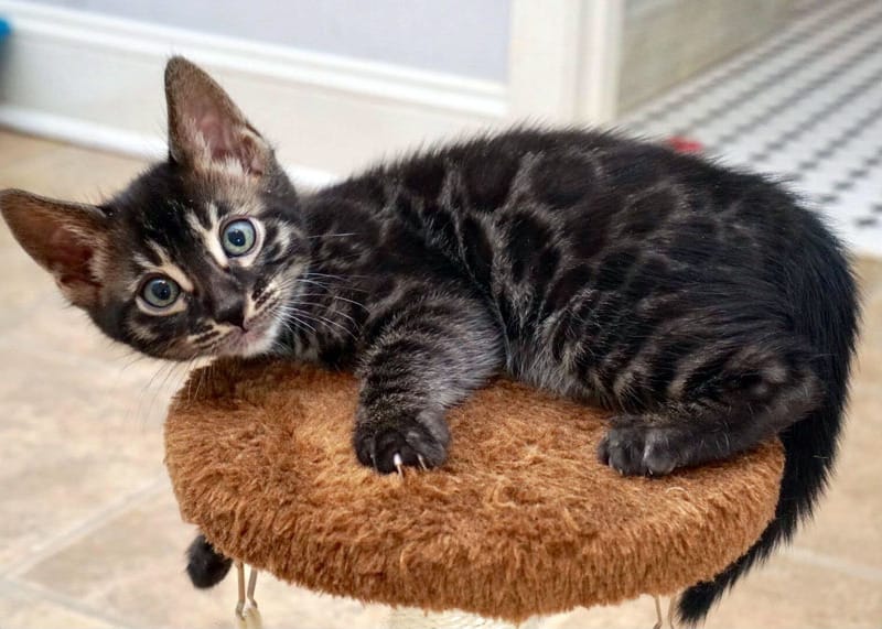 charcoal-bengal.jpg